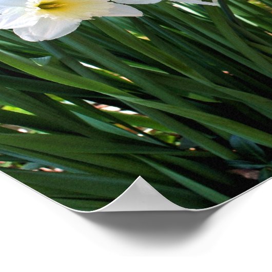 Witte deaffodil bloemen van Brook Poster (Hoek)