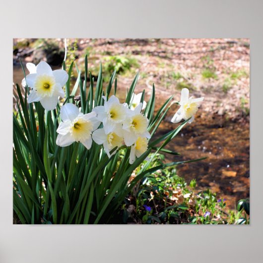Witte deaffodil bloemen van Brook Poster (Voorkant)