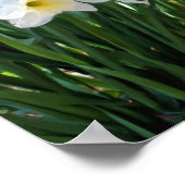 Witte deffodis van Brook Oil Painting Poster (Hoek)