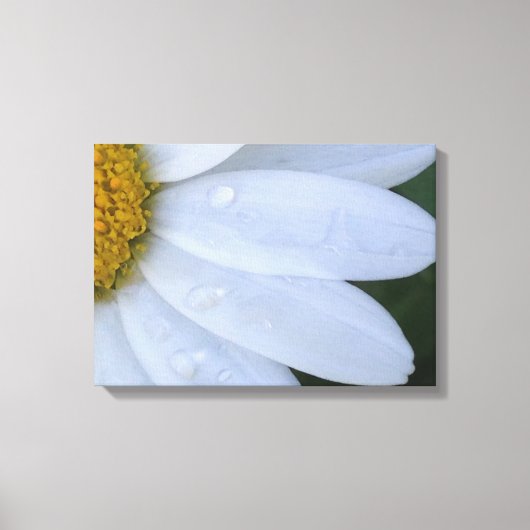 Witte Dewy Daisy Closeup Canvas Print (Voorkant)