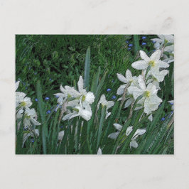 "Witte diaffodil" Briefkaart