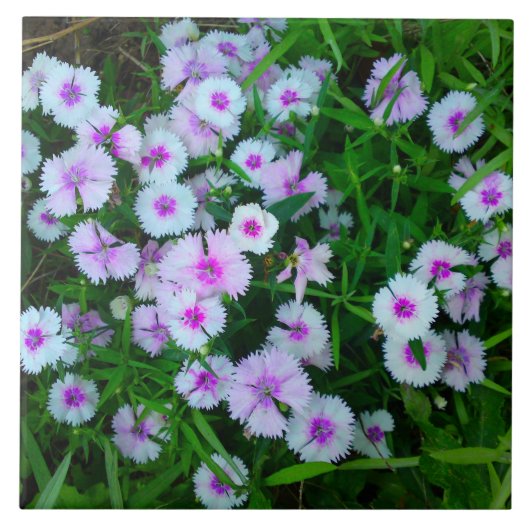 Witte Dianthus Bloemtegel Tegeltje (Voorkant)