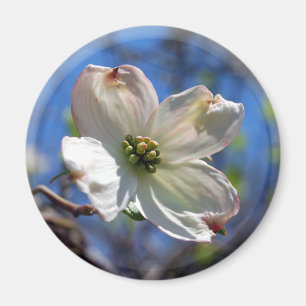 Witte Dogwood Bloemmagneet Magneet