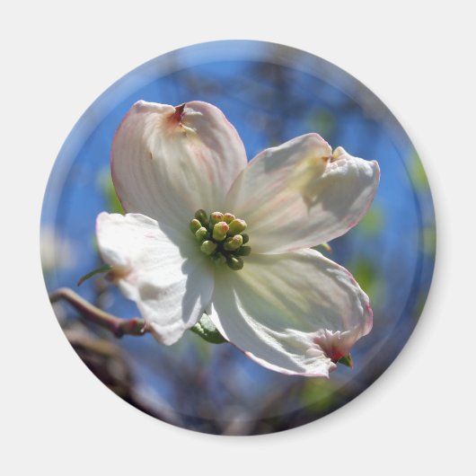 Witte Dogwood Bloemmagneet Magneet (Voorkant)