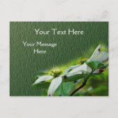 Witte Dogwood Blossingbloem Briefkaart (Voorkant)