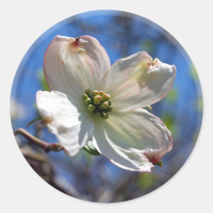 Witte Dogwood Flower sticker