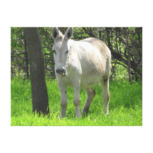  witte Donkey in het groene veld van gras Canvas Afdruk