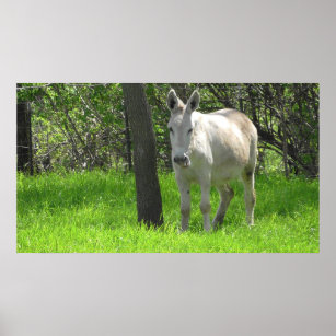  witte Donkey in het groene veld van gras Poster