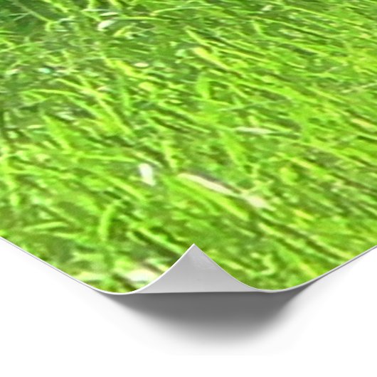 witte Donkey in het groene veld van gras Poster (Hoek)