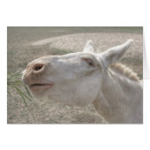 Witte Donkey uit Oostenrijk en Hongarije (Voorkant Horizontaal)