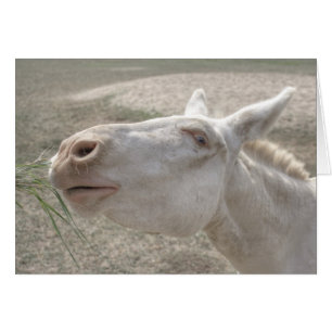 Witte Donkey uit Oostenrijk en Hongarije