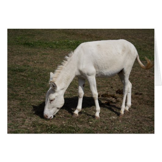 Witte Donkey uit Oostenrijk en Hongarije (Voorkant Horizontaal)