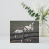 Witte Donkey uit Oostenrijk en Hongarije Briefkaart (Staand voorkant)