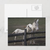 Witte Donkey uit Oostenrijk en Hongarije Briefkaart (Voorkant / Achterkant)