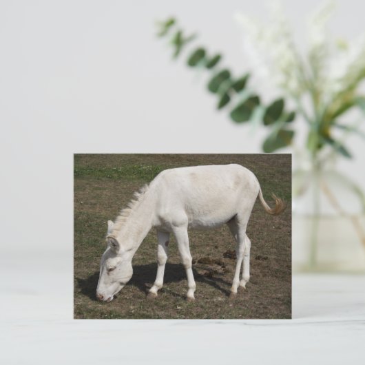 Witte Donkey uit Oostenrijk en Hongarije Briefkaart (Staand voorkant)