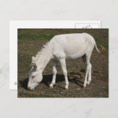 Witte Donkey uit Oostenrijk en Hongarije Briefkaart (Voorkant / Achterkant)