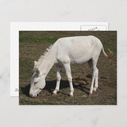 Witte Donkey uit Oostenrijk en Hongarije Briefkaart (Voorkant / Achterkant)