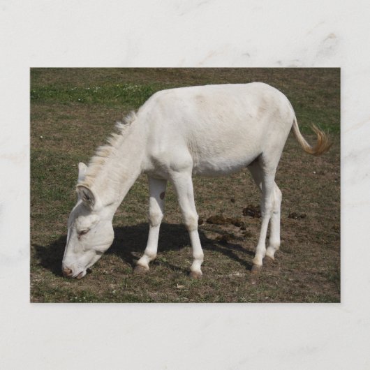 Witte Donkey uit Oostenrijk en Hongarije Briefkaart (Voorkant)