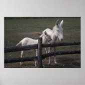 Witte Donkey uit Oostenrijk en Hongarije Poster (Voorkant)