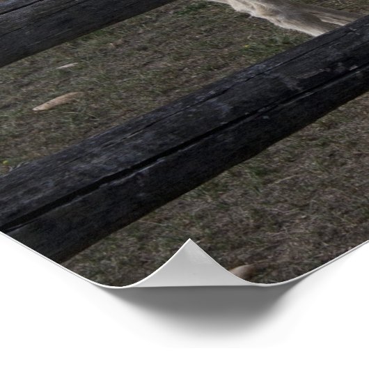 Witte Donkey uit Oostenrijk en Hongarije Poster (Hoek)