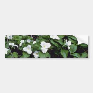 witte drillium met grote vloer (Trillium Grandiflo Bumpersticker