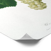 Witte druif (Vitis vinifera genuensis) Poster (Hoek)