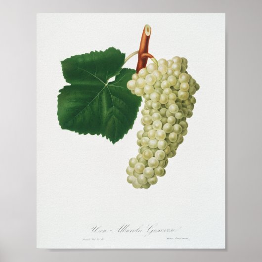 Witte druif (Vitis vinifera genuensis) Poster (Voorkant)
