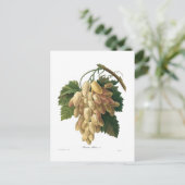 Witte druiven briefkaart (Staand voorkant)