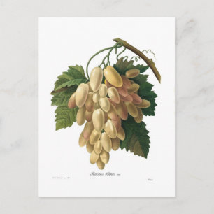 Witte druiven briefkaart