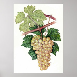 Witte druiven — Sue Abonyi Poster