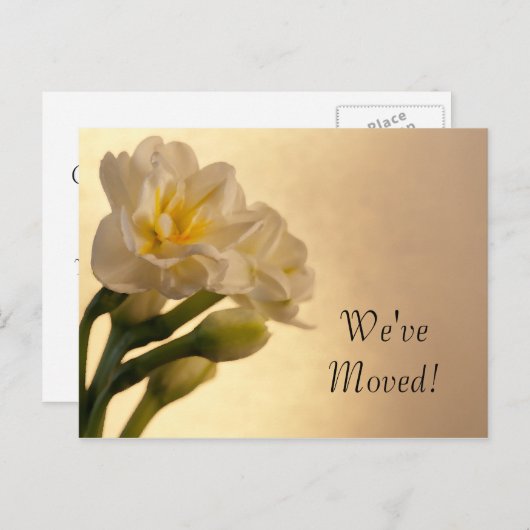 Witte Dubbele Daffodils Verandering van Adres Aankondigingskaart (Voorkant / Achterkant)