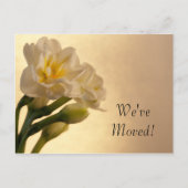 Witte Dubbele Daffodils Verandering van Adres Aankondigingskaart (Voorkant)