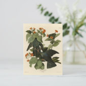 Witte duif - Audubon's vogels of America Briefkaart (Staand voorkant)