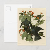 Witte duif - Audubon's vogels of America Briefkaart (Voorkant / Achterkant)