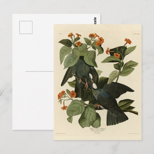 Witte duif - Audubon's vogels of America Briefkaart (Voorkant / Achterkant)