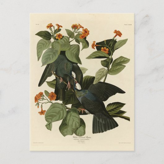 Witte duif - Audubon's vogels of America Briefkaart (Voorkant)