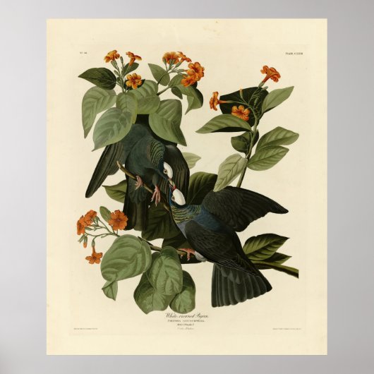 Witte duif - Audubon's vogels of America Poster (Voorkant)