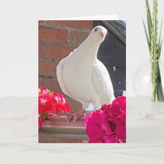 Witte Duif Bewerkbaar  Kaart (Voorkant)
