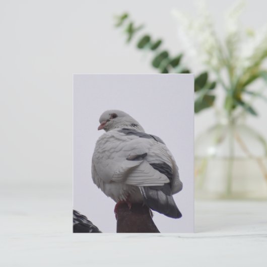 Witte duif briefkaart (Staand voorkant)