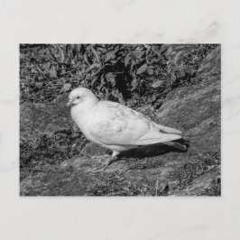 Witte duif briefkaart