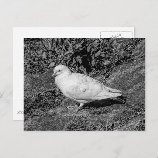 Witte duif briefkaart (Voorkant / Achterkant)