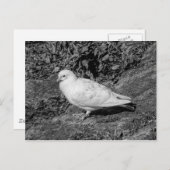 Witte duif briefkaart (Voorkant / Achterkant)