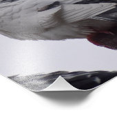 Witte duif foto afdruk (Hoek)