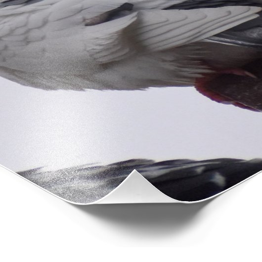 Witte duif foto afdruk (Hoek)