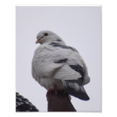 Witte duif foto afdruk (Voorkant)