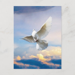 Witte duif in vlucht briefkaart