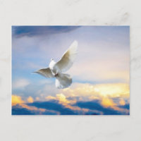Witte duif in vlucht