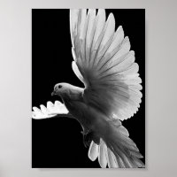 Witte duif