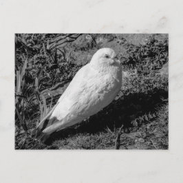 Witte duif v2 briefkaart