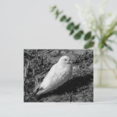 Witte duif v2 briefkaart (Staand voorkant)